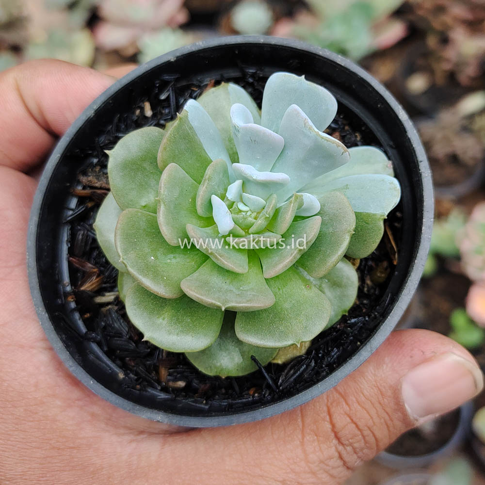 634. Echeveria Cubic Frost Hybrid - Image 9