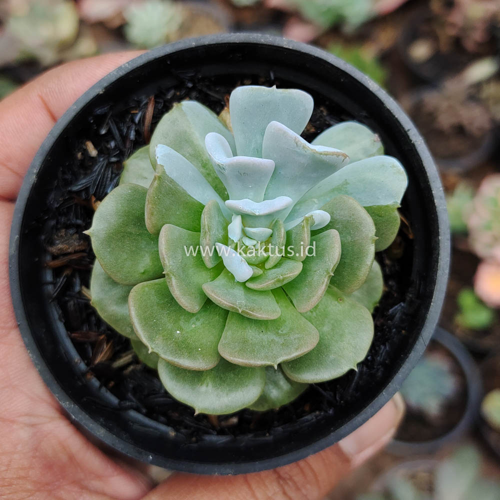 634. Echeveria Cubic Frost Hybrid - Image 2