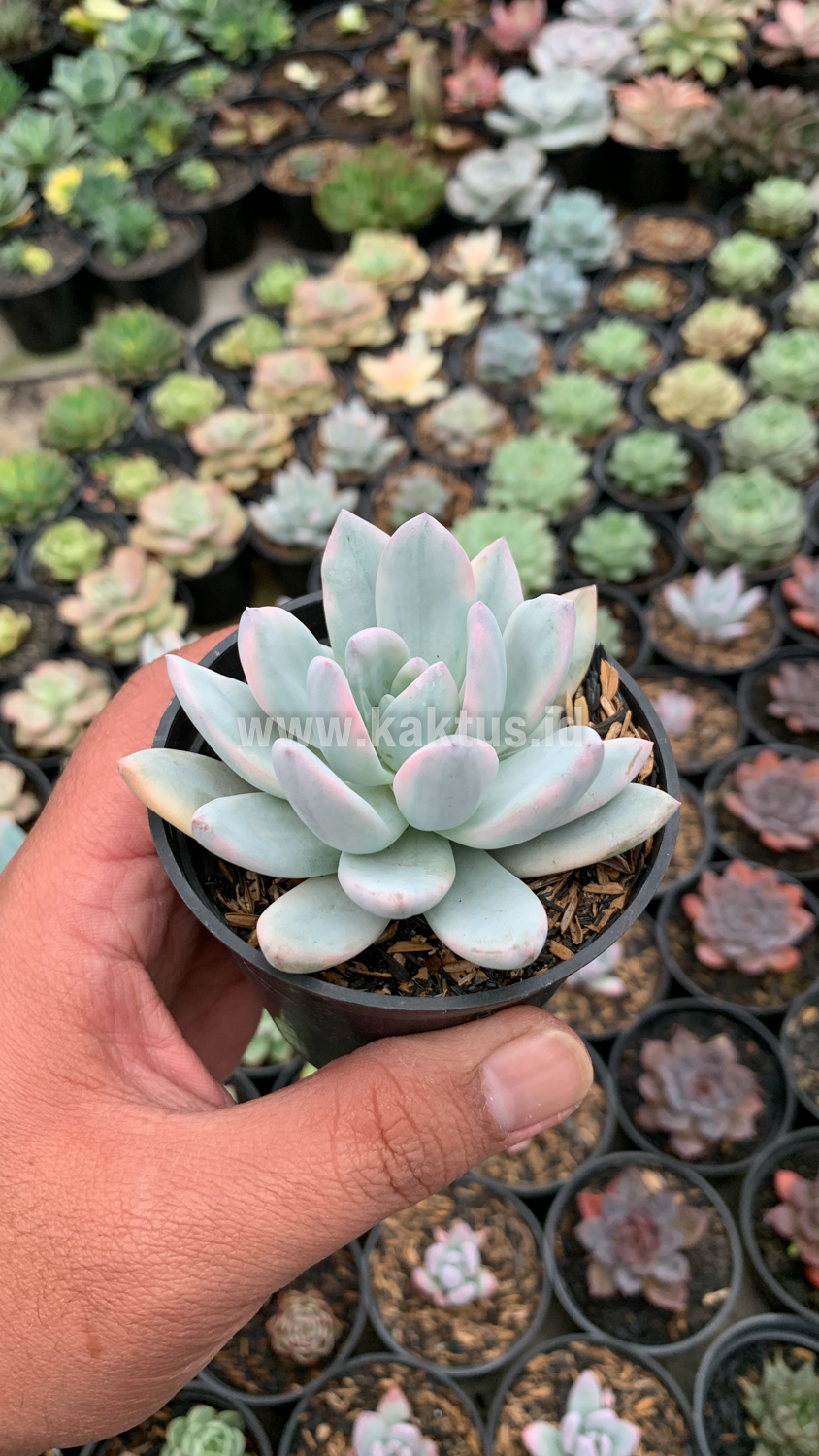 635. Pachyphytum Hookeri Variegated - Image 4
