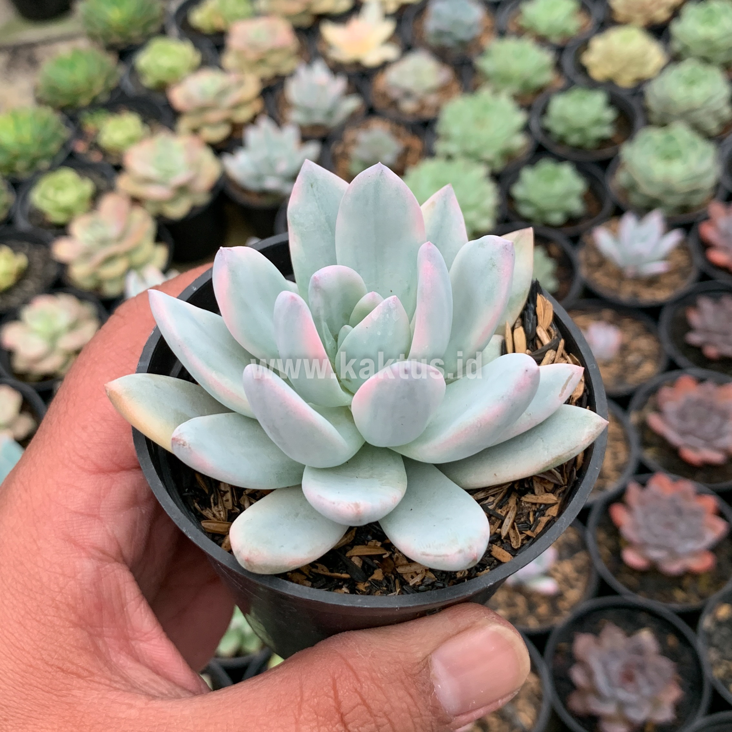 635. Pachyphytum Hookeri Variegated - Image 3