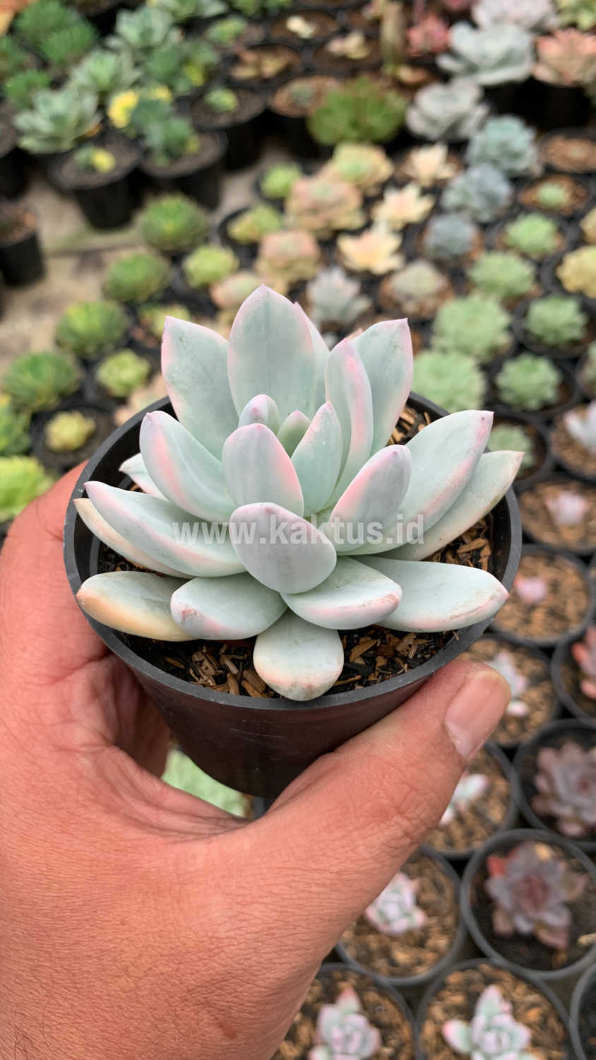 635. Pachyphytum Hookeri Variegated - Image 8