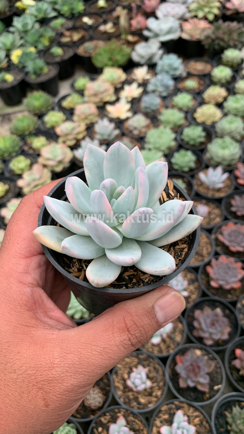 635. Pachyphytum Hookeri Variegated - Image 5