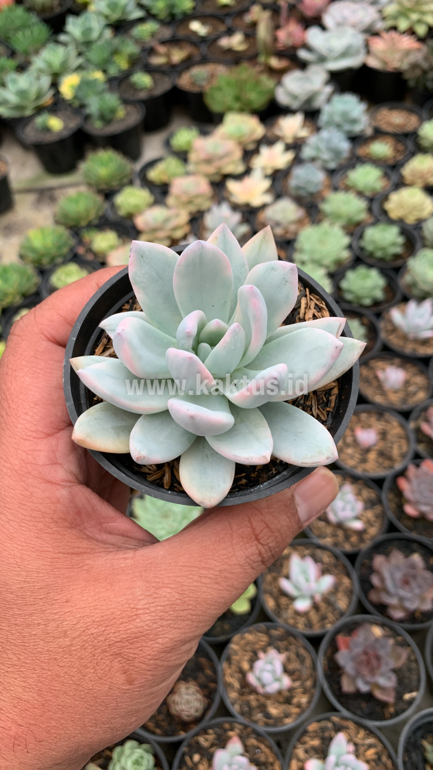 635. Pachyphytum Hookeri Variegated - Image 6