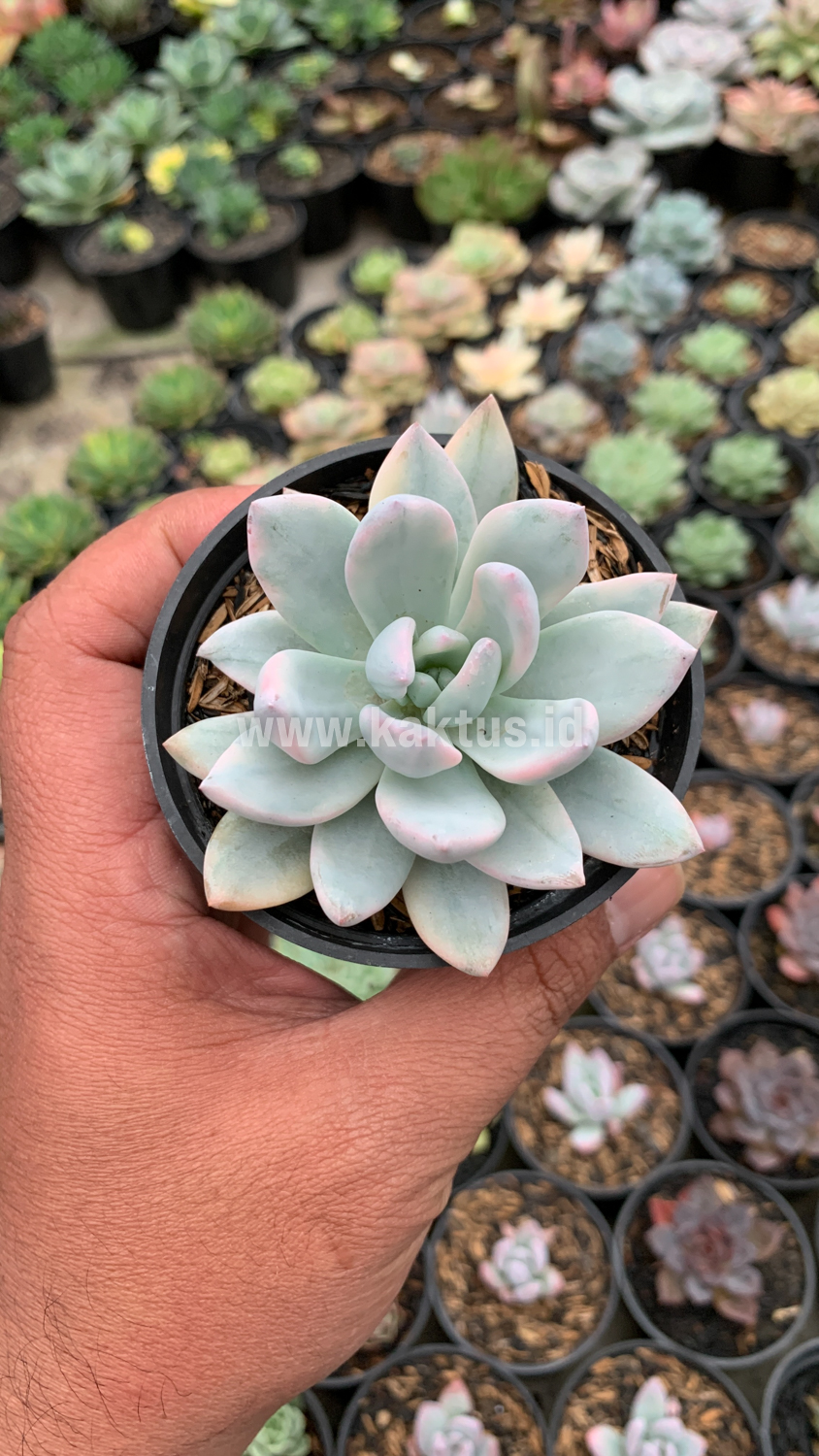 635. Pachyphytum Hookeri Variegated - Image 2