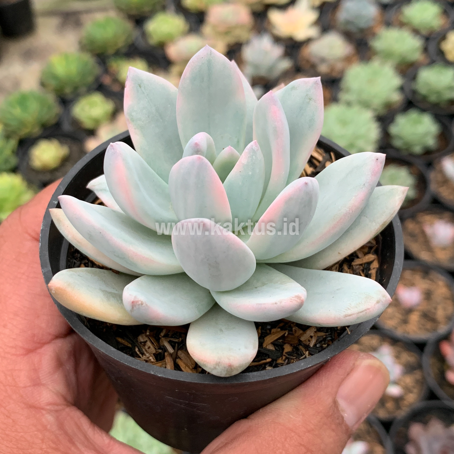 635. Pachyphytum Hookeri Variegated