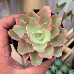 Alternative view of 637. Echeveria Curly Chantilly