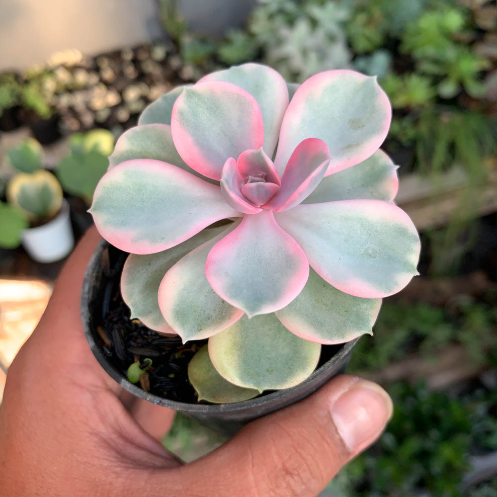 638. Echeveria Perle Rainbow - Image 6