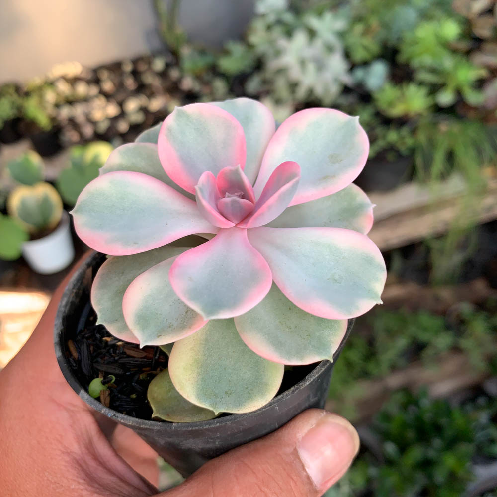 638. Echeveria Perle Rainbow - Image 2