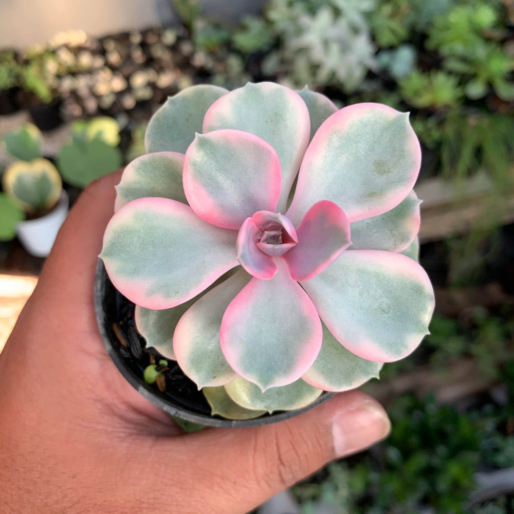 638. Echeveria Perle Rainbow - Image 5