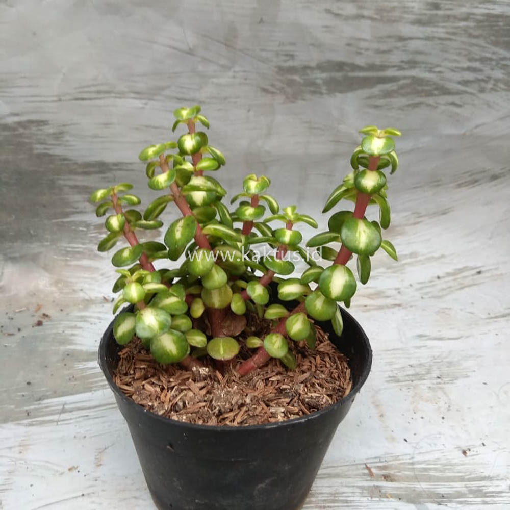 642. Portulacaria Aurea Medio Picta - Image 3