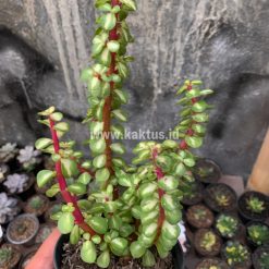 Alternative view of 642. Portulacaria Aurea Medio Picta
