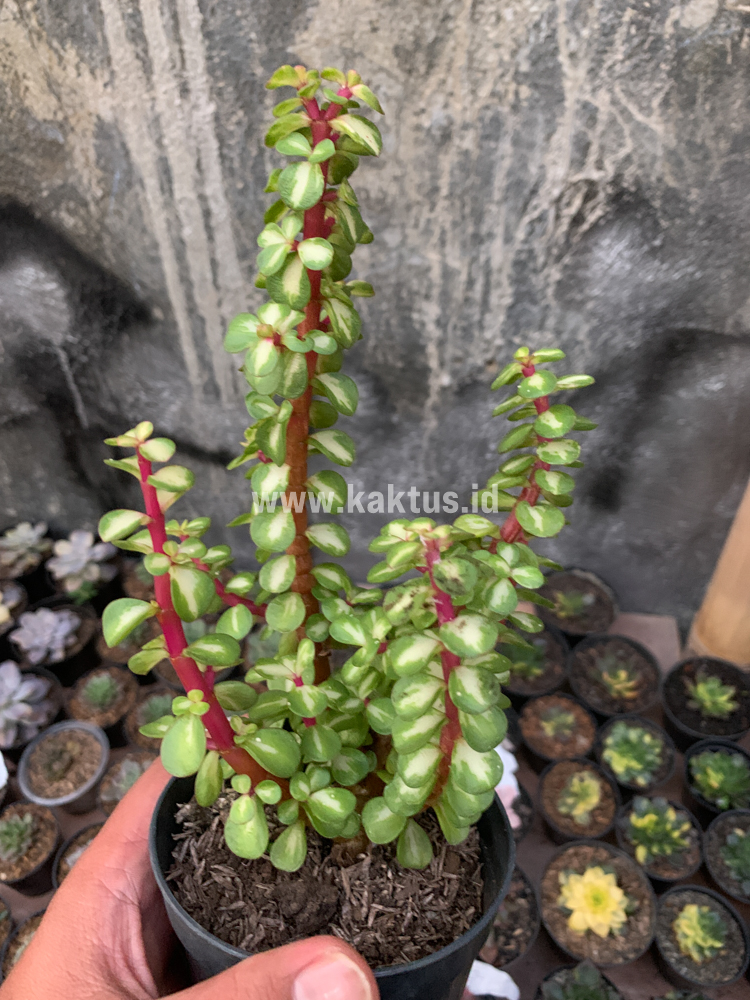 642. Portulacaria Aurea Medio Picta - Image 2