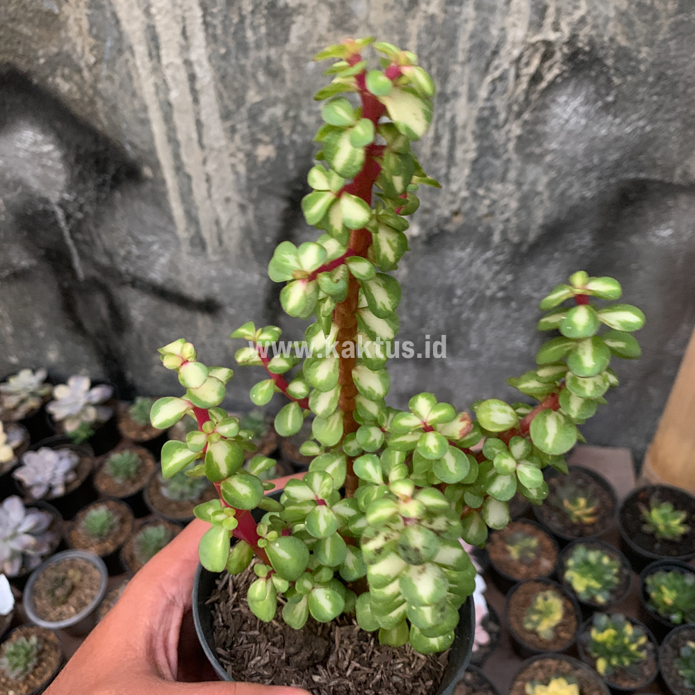 642. Portulacaria Aurea Medio Picta - Image 5