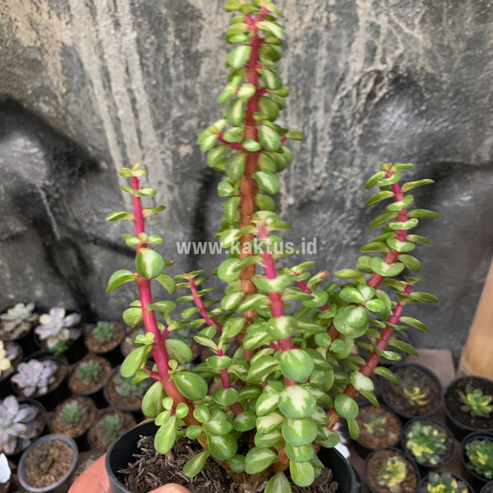 642. Portulacaria Aurea Medio Picta - Image 7