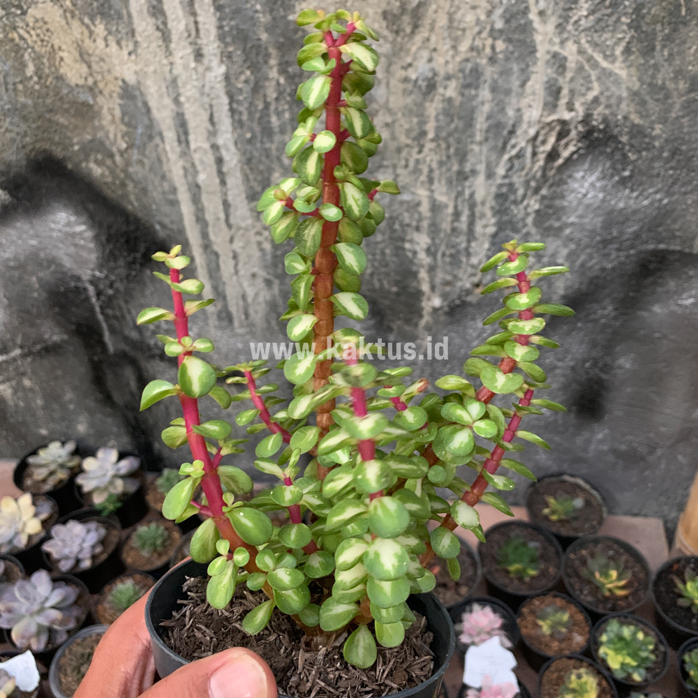 642. Portulacaria Aurea Medio Picta - Image 8
