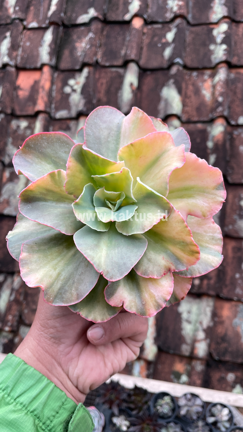 643. Echeveria San Remo - Image 25