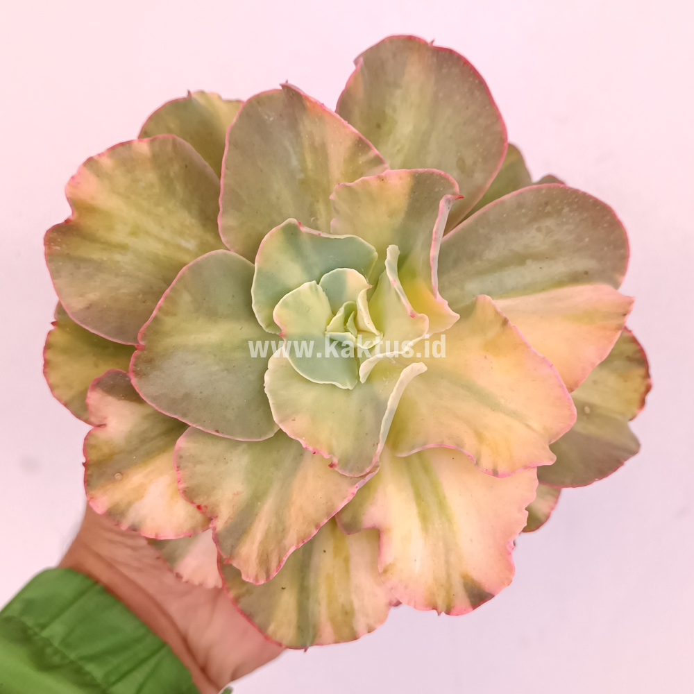 643. Echeveria San Remo - Image 5