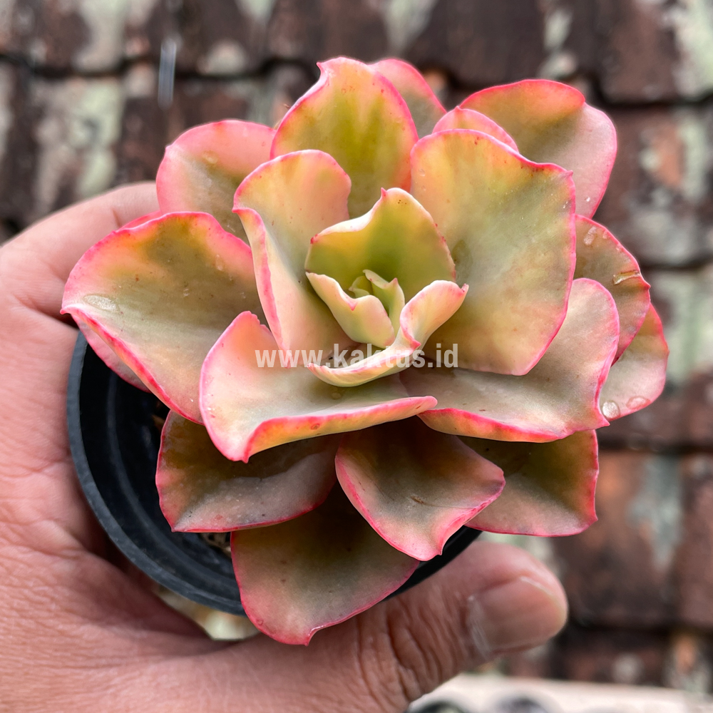 643. Echeveria San Remo - Image 3