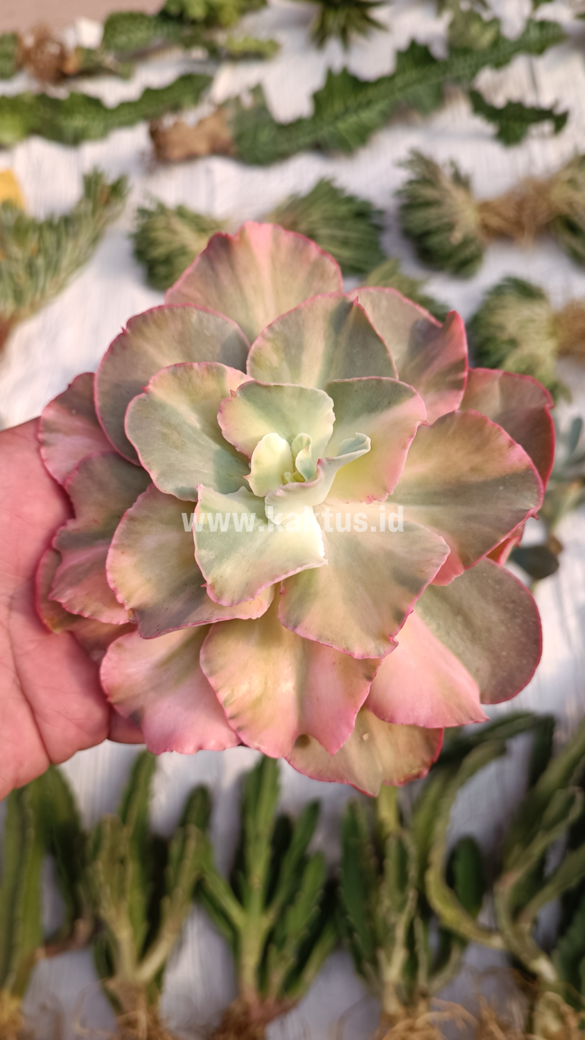 643. Echeveria San Remo - Image 27