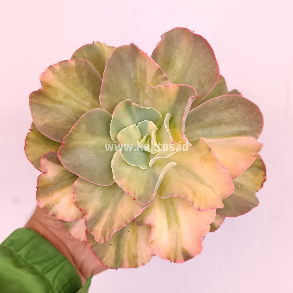 643. Echeveria San Remo - Image 10