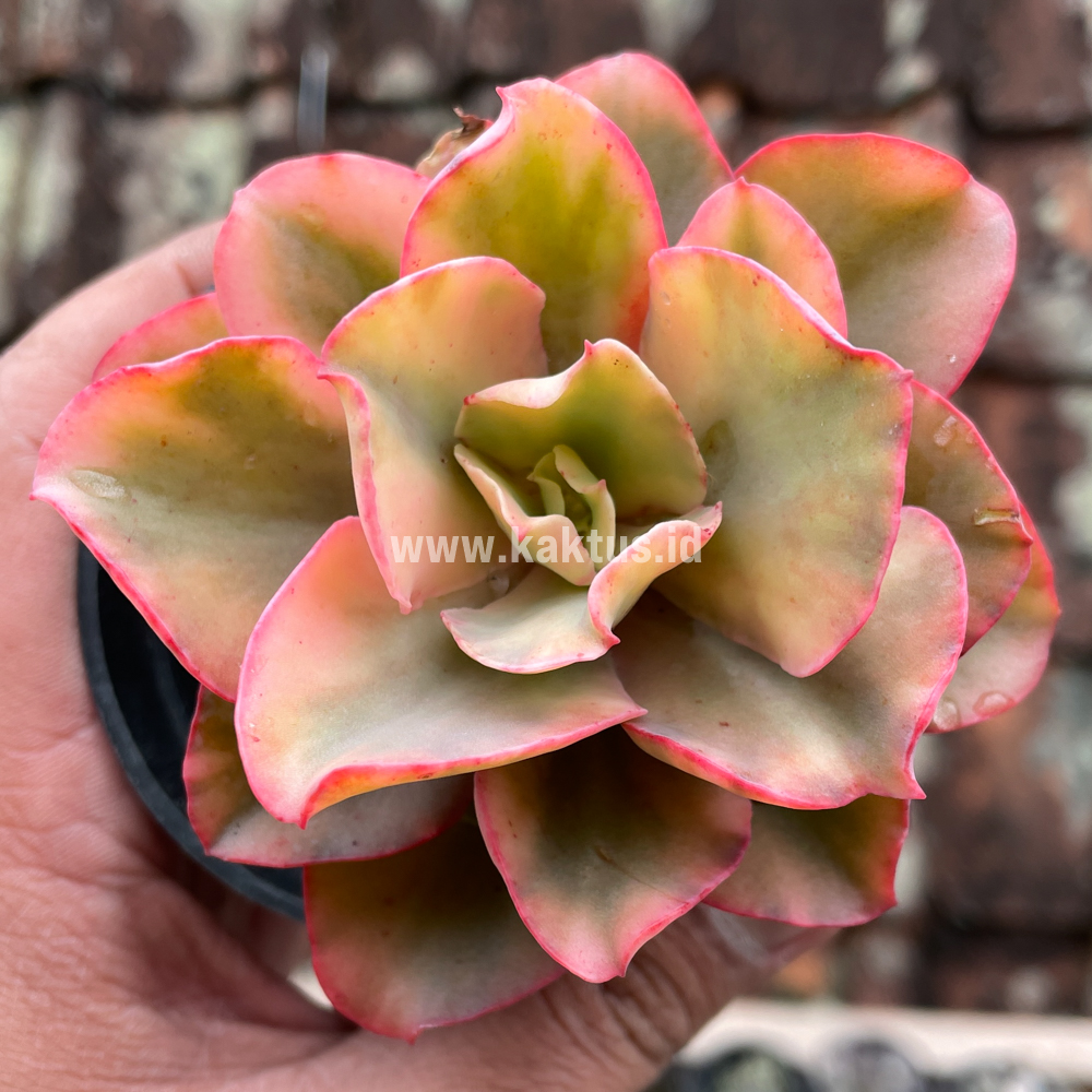 643. Echeveria San Remo - Image 6