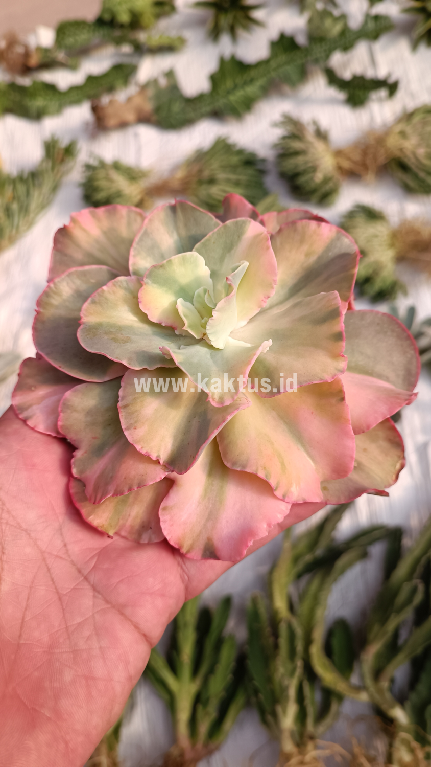 643. Echeveria San Remo - Image 20