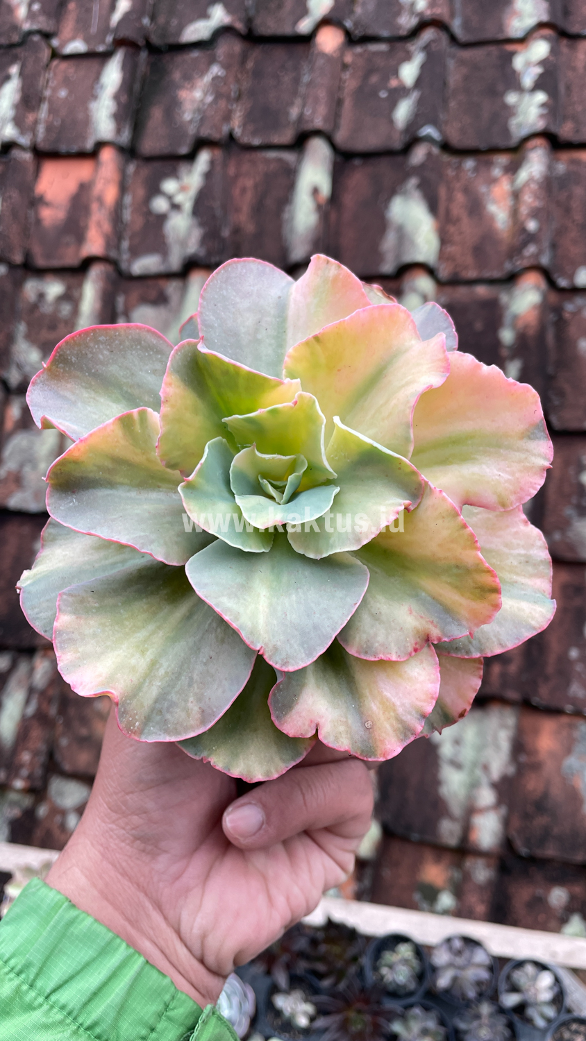 643. Echeveria San Remo - Image 24