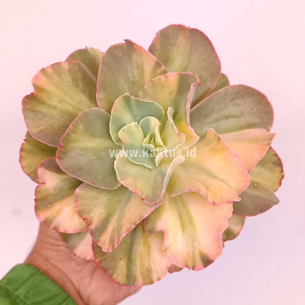 643. Echeveria San Remo - Image 13
