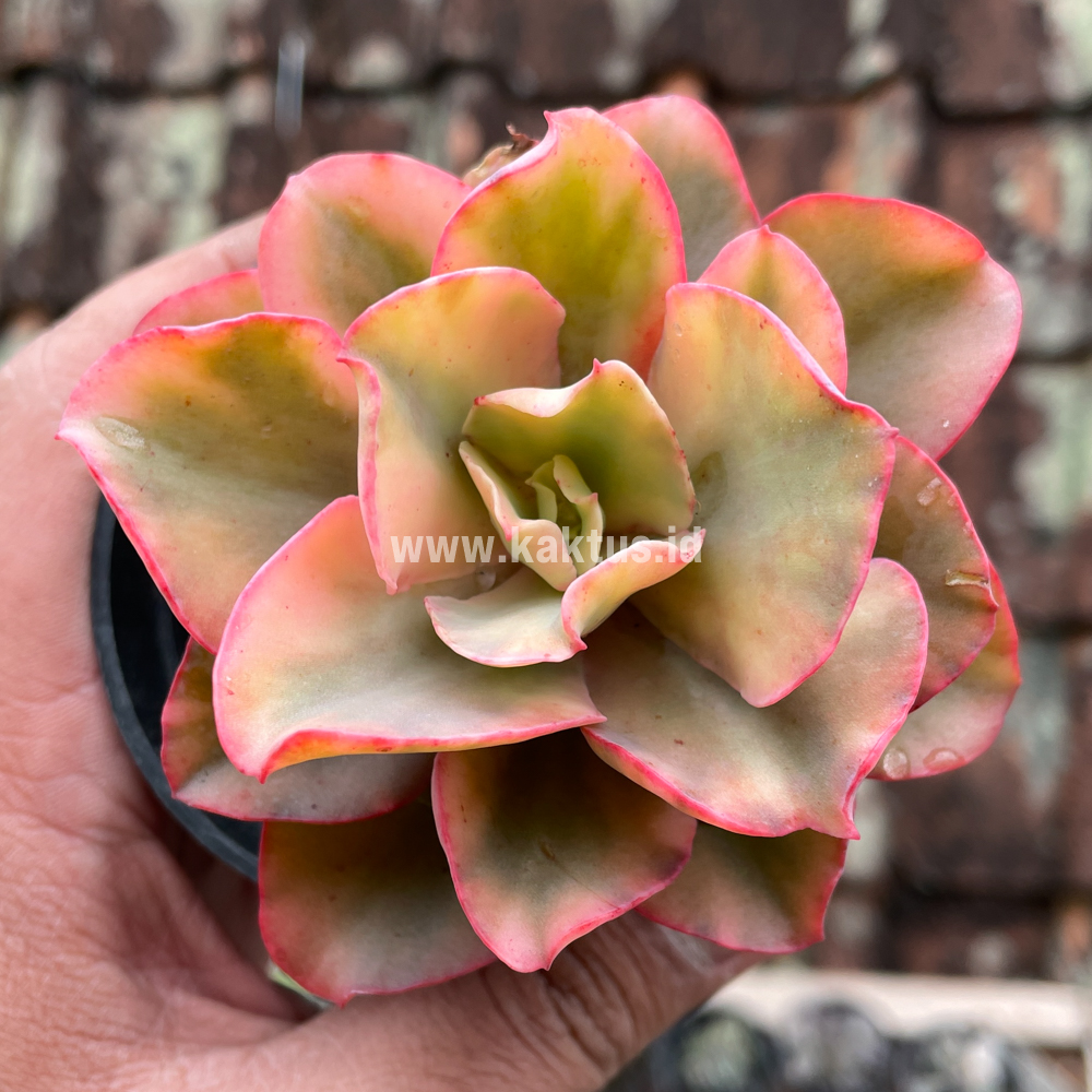 643. Echeveria San Remo - Image 9
