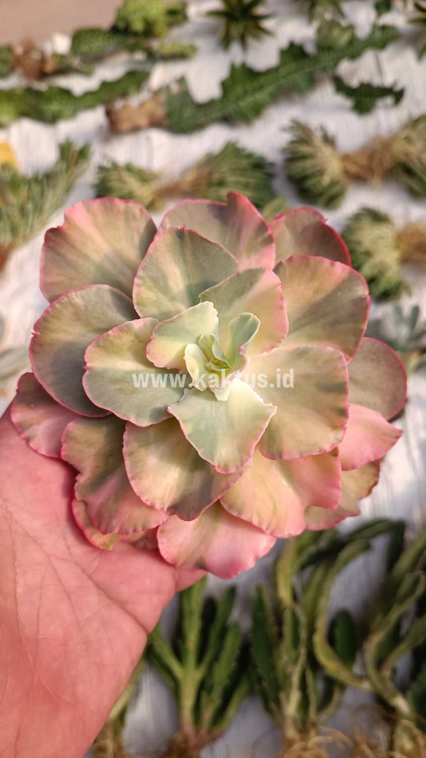 643. Echeveria San Remo - Image 23
