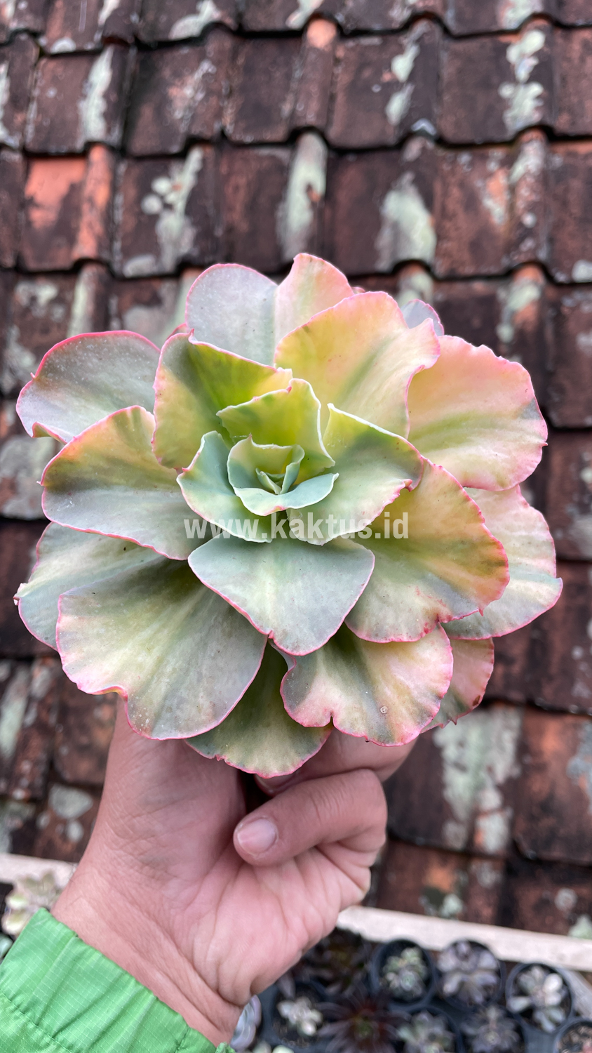 643. Echeveria San Remo - Image 22