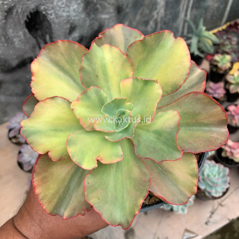 643. Echeveria San Remo - Image 2