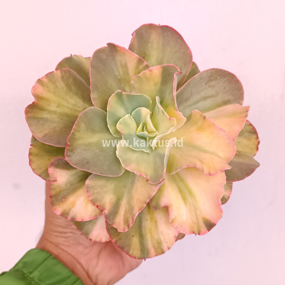 643. Echeveria San Remo - Image 16
