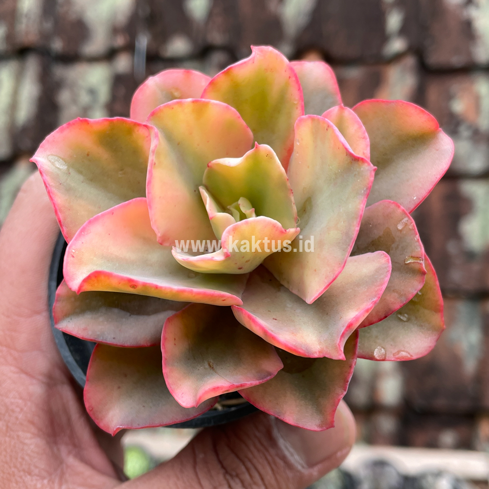 643. Echeveria San Remo - Image 12