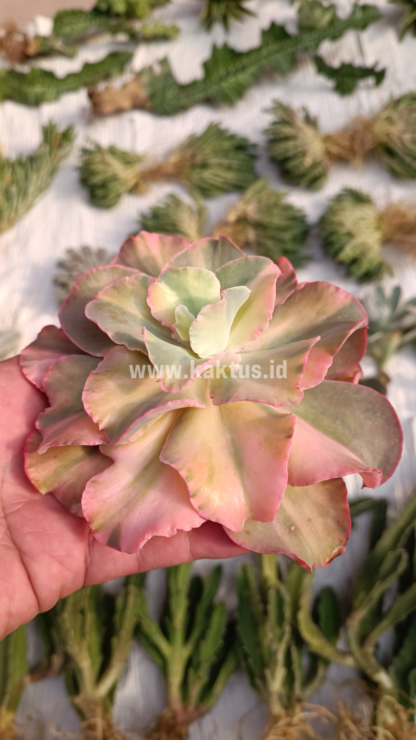 643. Echeveria San Remo - Image 28