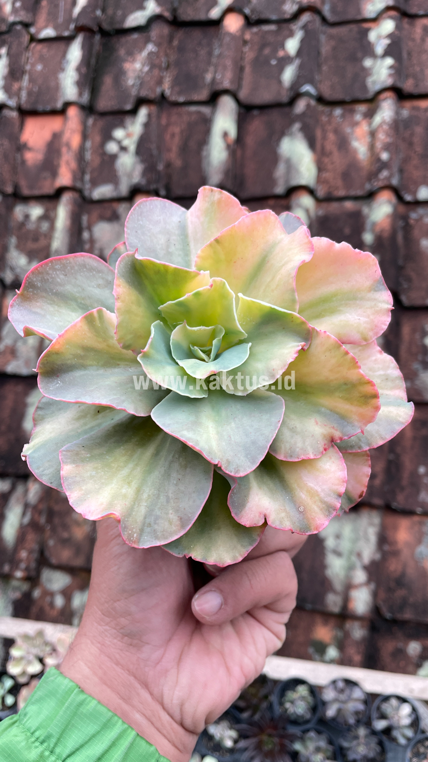 643. Echeveria San Remo - Image 21
