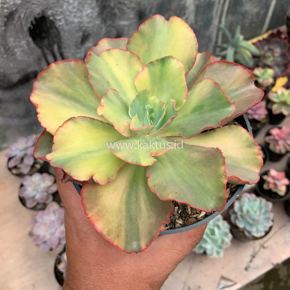 643. Echeveria San Remo - Image 7