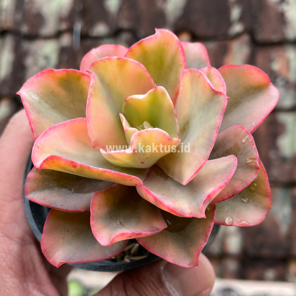 643. Echeveria San Remo - Image 14