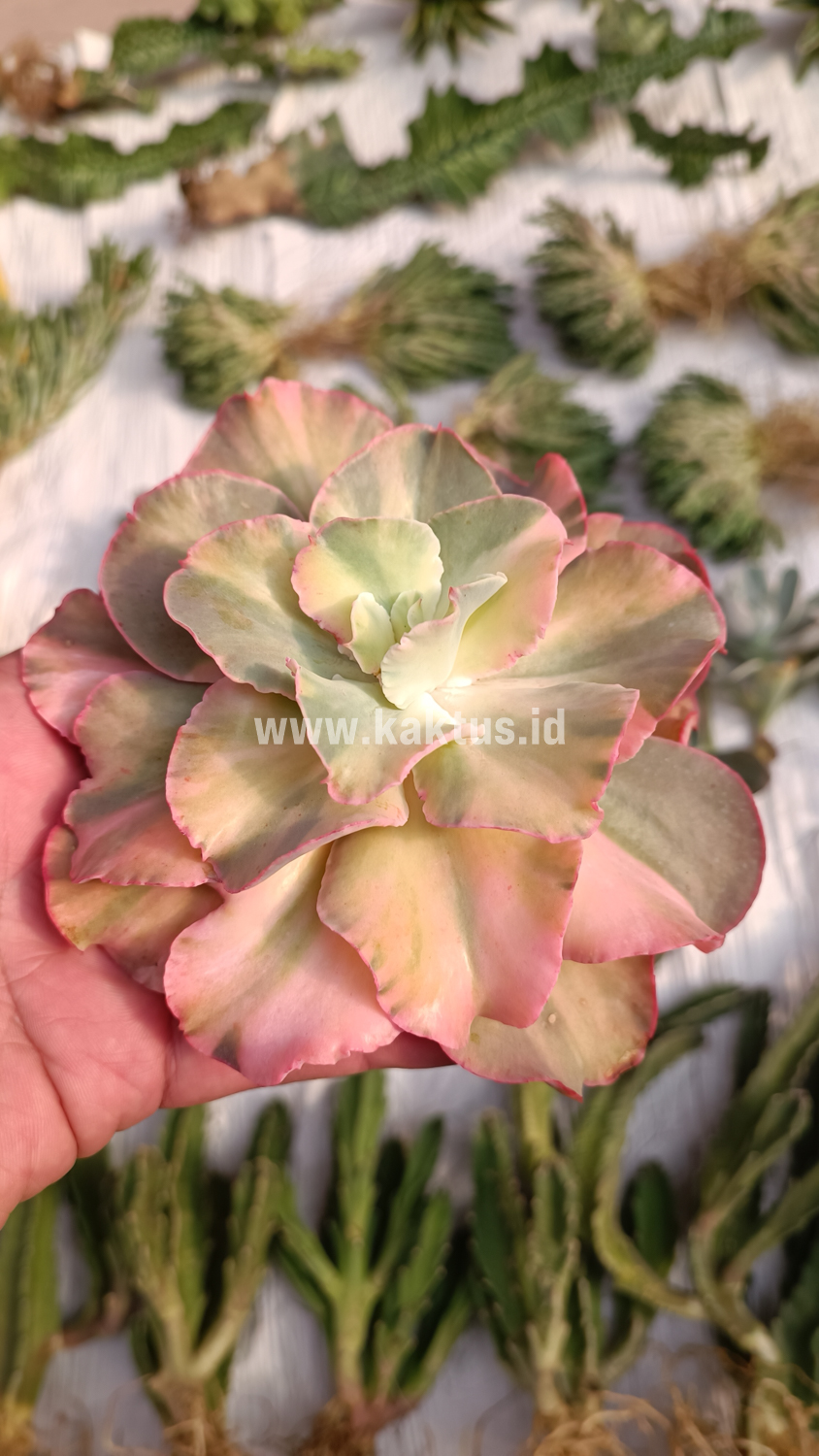 643. Echeveria San Remo - Image 29
