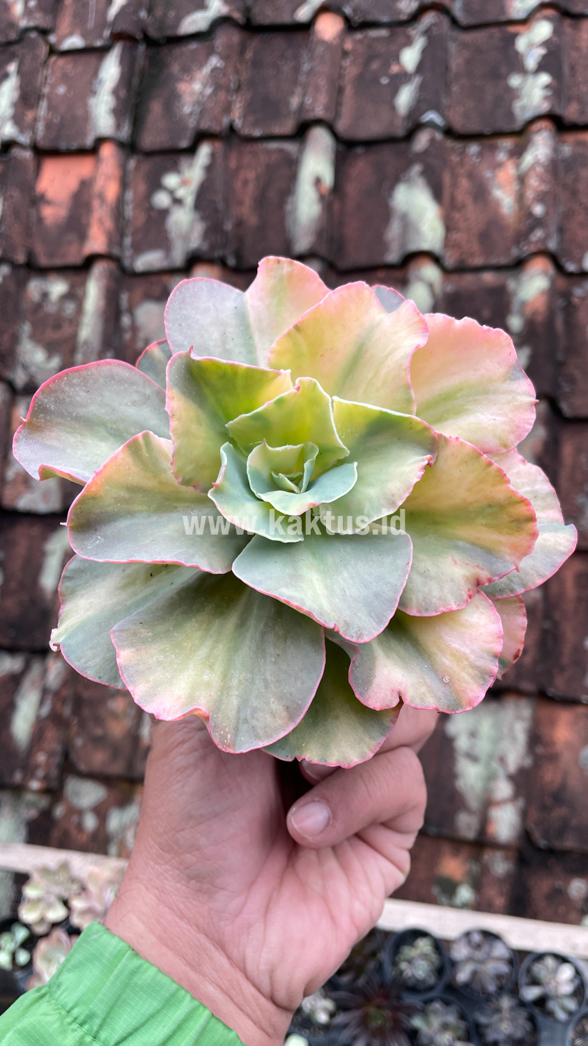 643. Echeveria San Remo - Image 19
