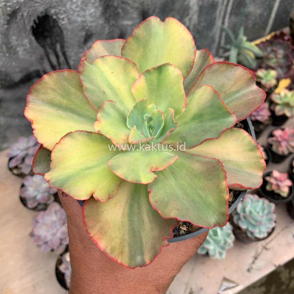 643. Echeveria San Remo - Image 11