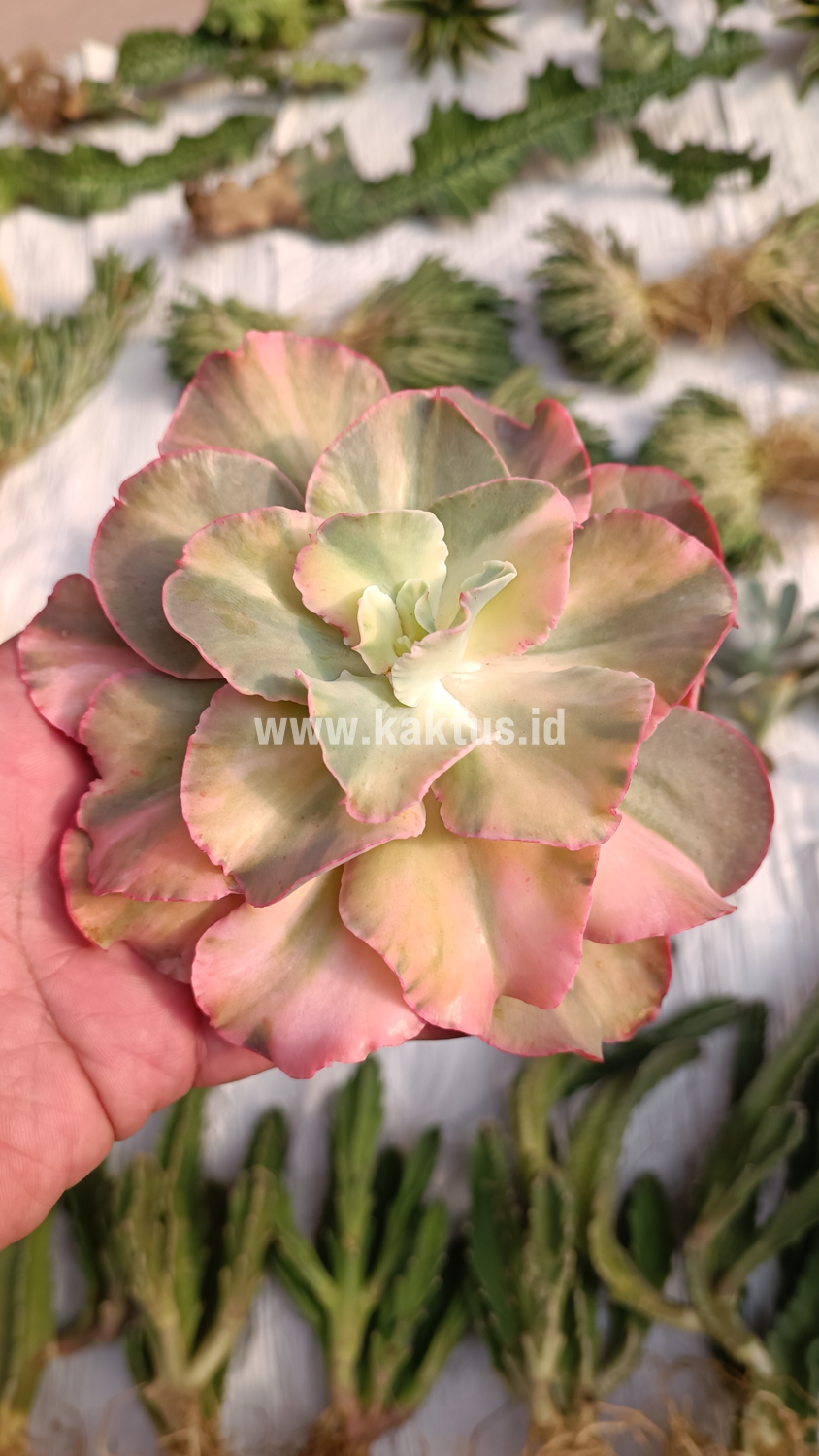 643. Echeveria San Remo - Image 26