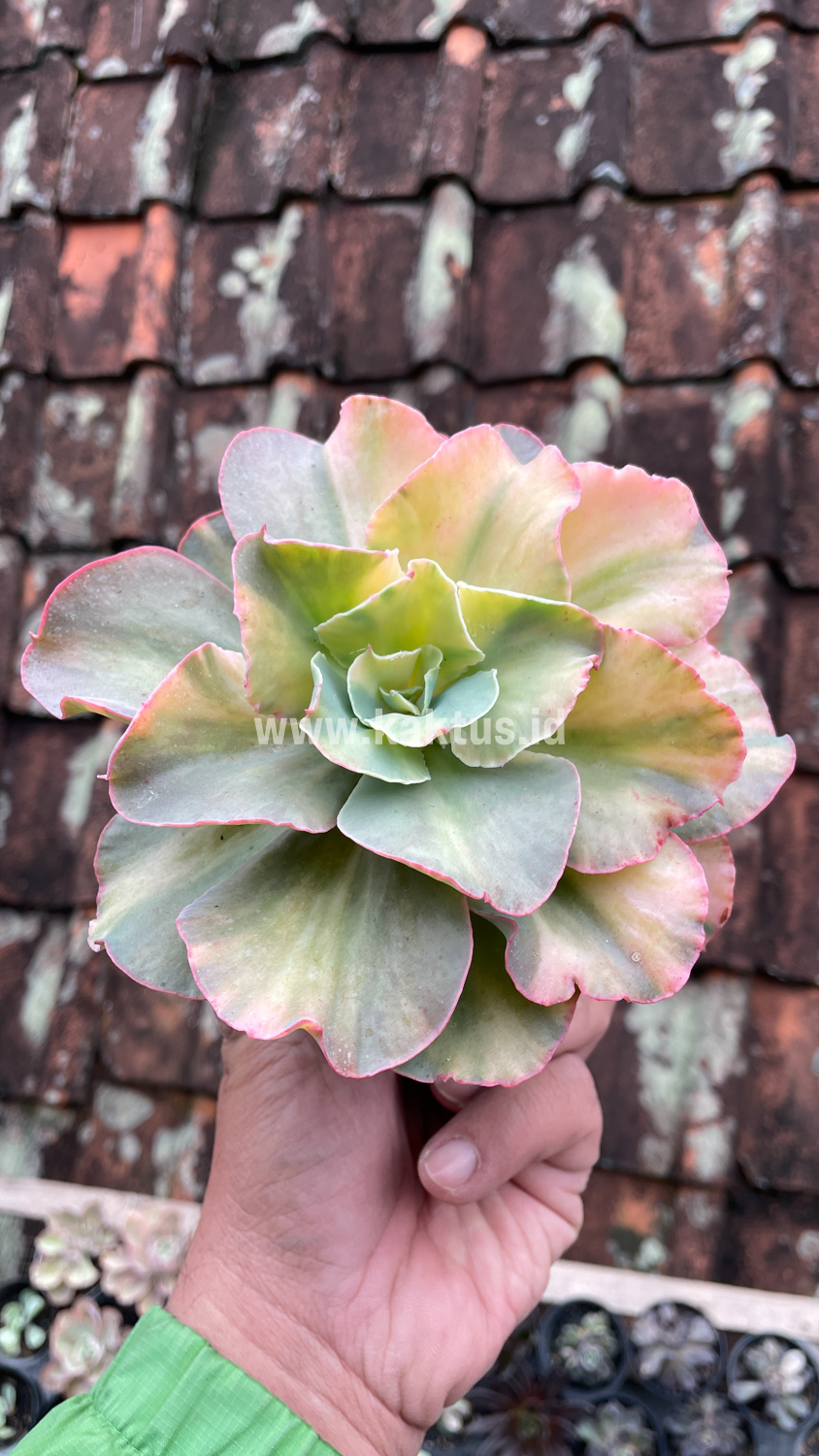 643. Echeveria San Remo - Image 18