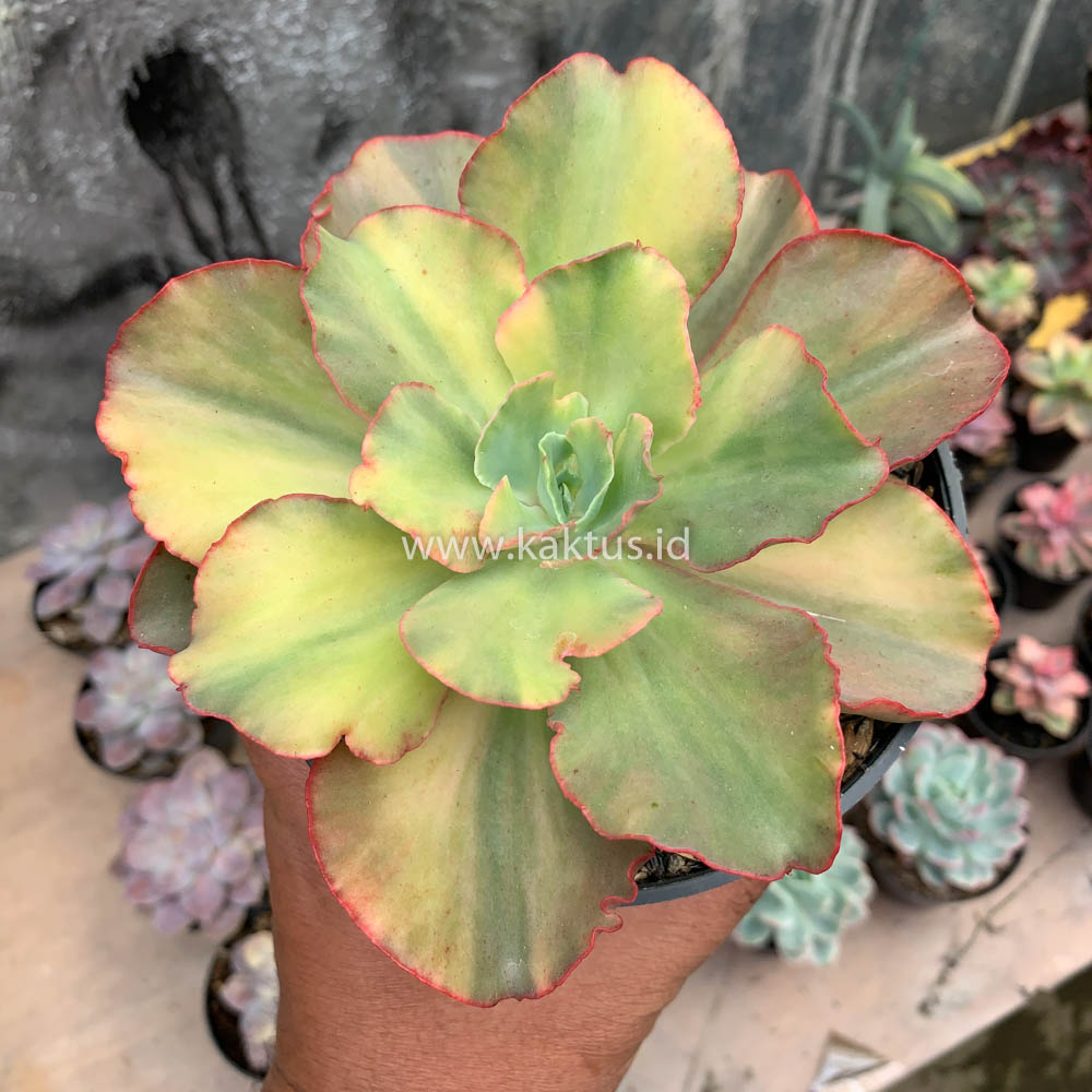 643. Echeveria San Remo - Image 15