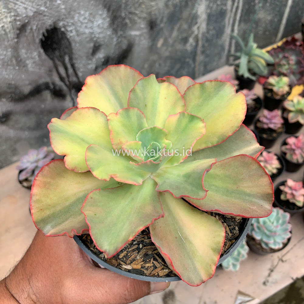 643. Echeveria San Remo - Image 17