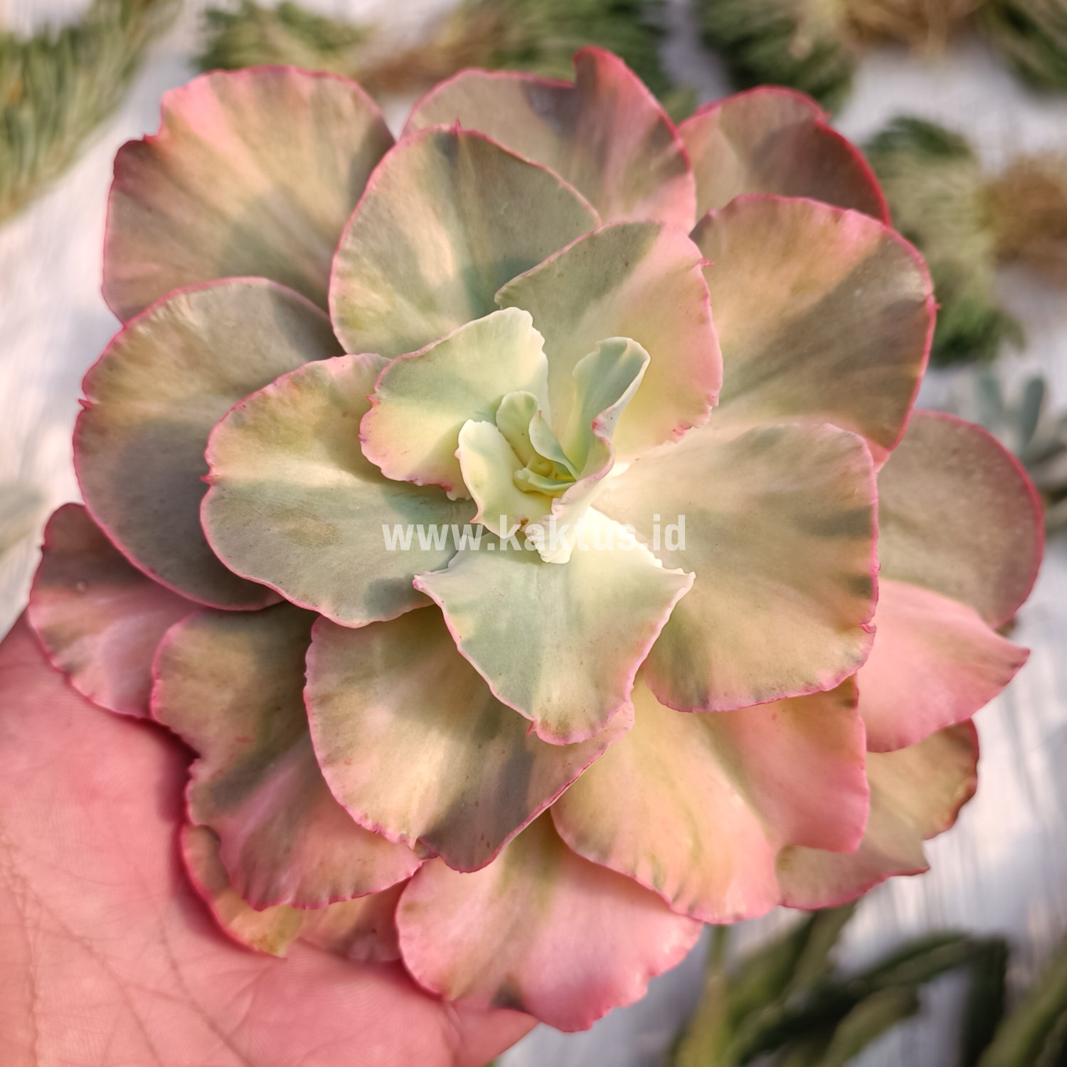 643. Echeveria San Remo - Image 4