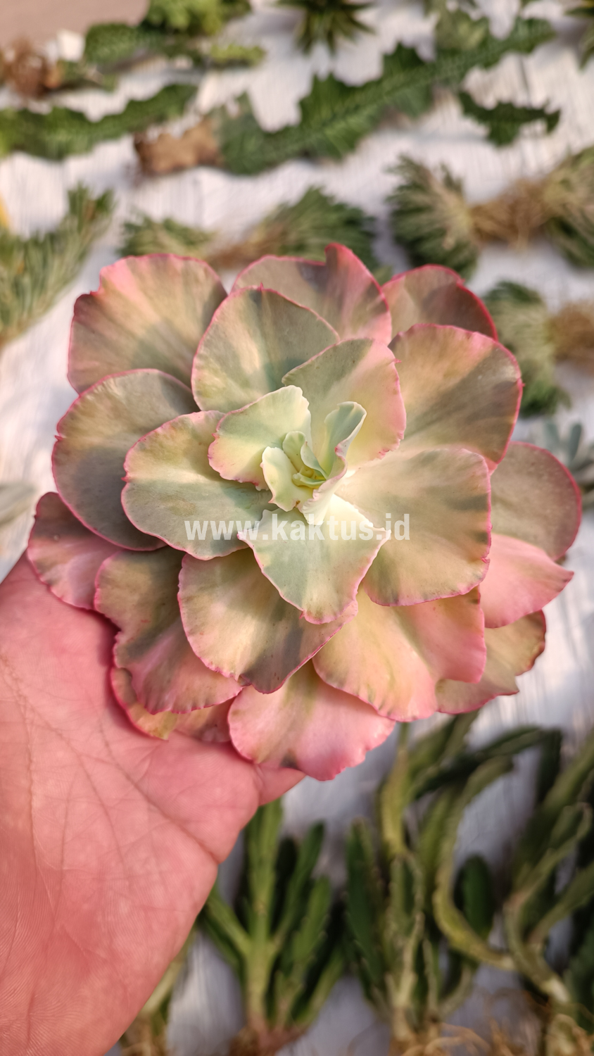 643. Echeveria San Remo - Image 8