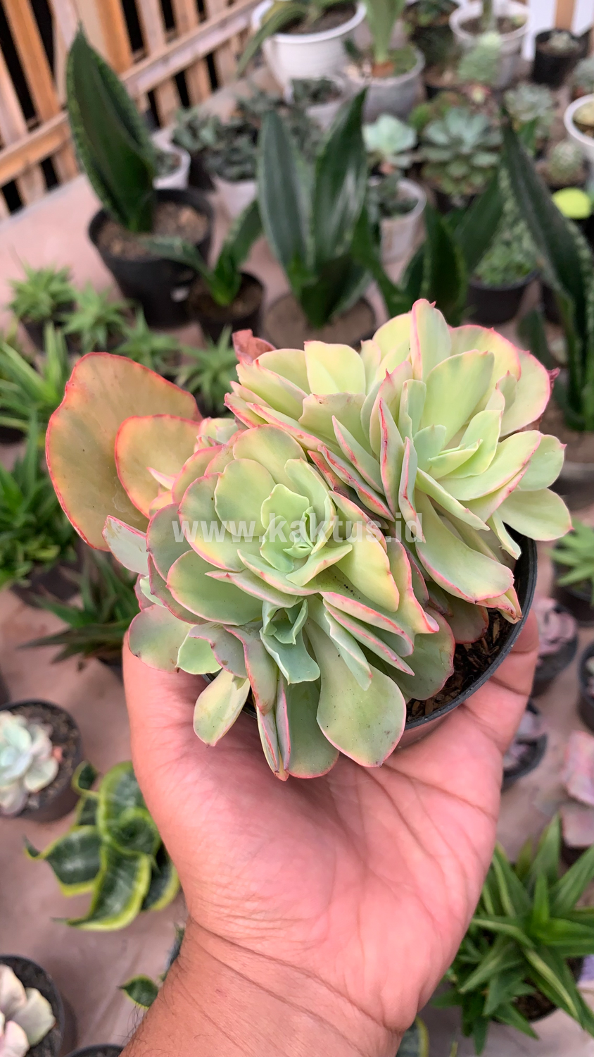 644. Echeveria San Remo Cluster - Image 10