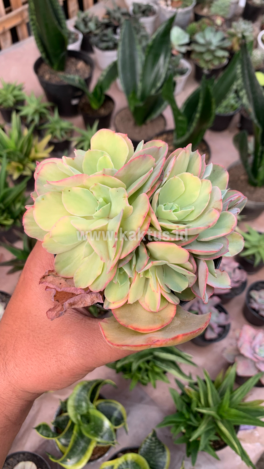 644. Echeveria San Remo Cluster - Image 9