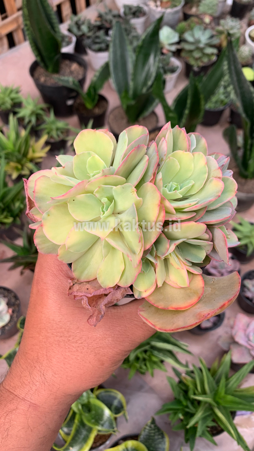 644. Echeveria San Remo Cluster - Image 8